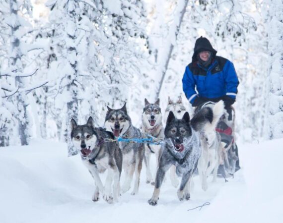 Wilderness Hotel Inari & Igloos in Finland Lapland tocht met huskys.